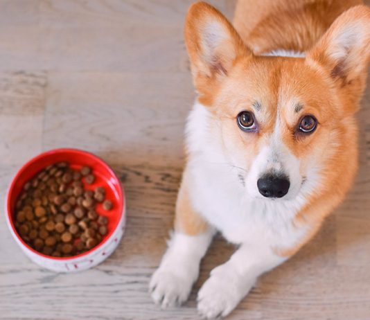 croquettes-chien