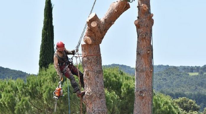 Ce qu'il faut savoir sur l'élagage des arbres