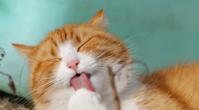 Le typhus du chat