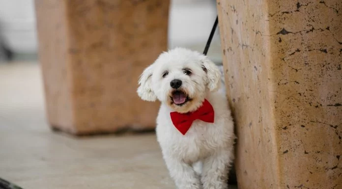 L’essentiel à savoir pour adopter un chien