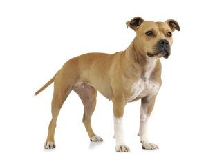 Les noms de chiens les plus insolites et uniques