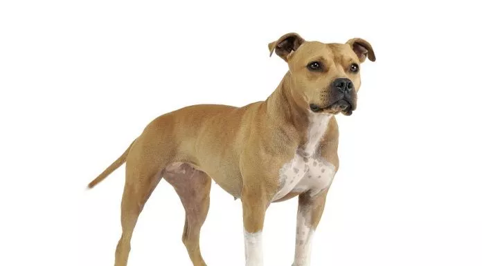 Noms de chiens uniques les plus populaires Les noms de chiens les plus insolites et uniques