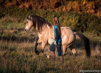Entraînement ce que signifie entraîner un cheval