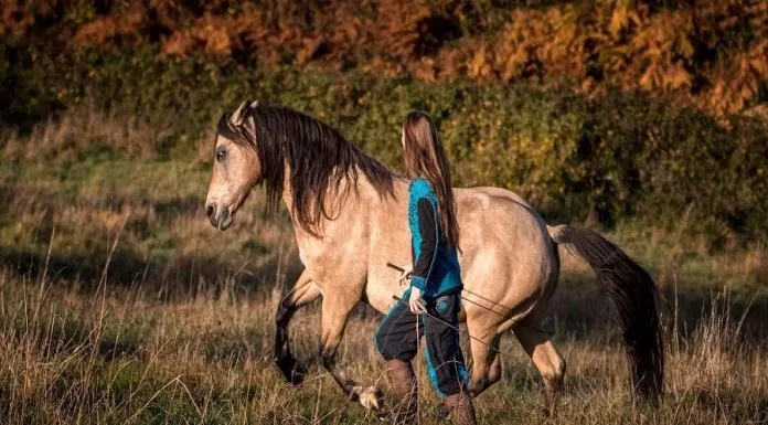 Entraînement : ce que signifie entraîner un cheval Entraînement ce que signifie entraîner un cheval